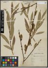Foto von Salix acutifolia Willd.